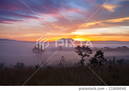 Misty morning sunrise at Thung Salang Luang Misty morning sunrise at Thung Salang Luang 21808048