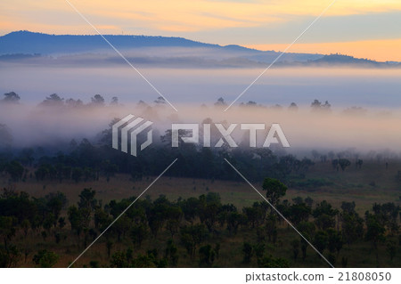 misty morning sunrise in mountain at Thung Salang misty morning sunrise in mountain at Thung Salang 21808050