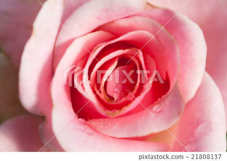 close up of pink rose 21808137