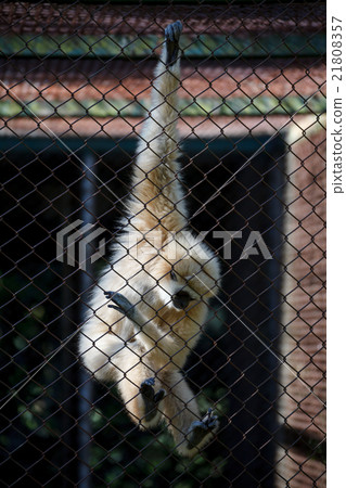 unhappy expression gibbon in cage 21808357