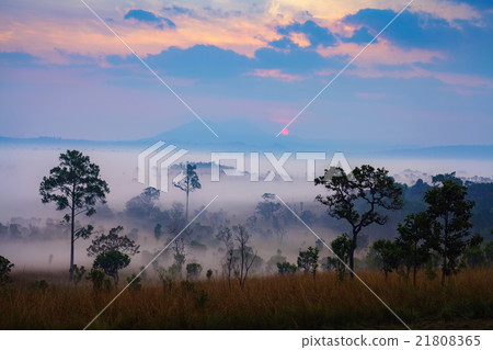 Misty morning sunrise at Thung Salang Luang Misty morning sunrise at Thung Salang Luang 21808365