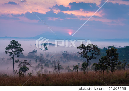 Misty morning sunrise at Thung Salang Luang Misty morning sunrise at Thung Salang Luang 21808366