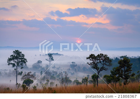 Misty morning sunrise at Thung Salang Luang 21808367