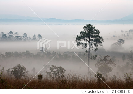 Fog in forest at Thung Salang Luang Fog in forest at Thung Salang Luang 21808368
