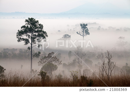 Fog in forest at Thung Salang Luang Fog in forest at Thung Salang Luang 21808369