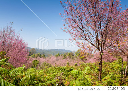 Sakura flowers blooming blossom in PhuLomLo  21808403