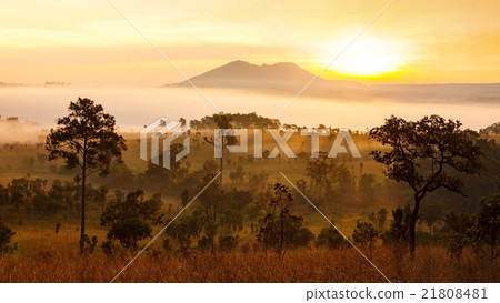 Misty morning sunrise at Thung Salang Luang Misty morning sunrise at Thung Salang Luang 21808481