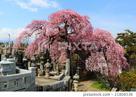 Fern Temple of Shichi-zakura - 2016 Spring 21808536