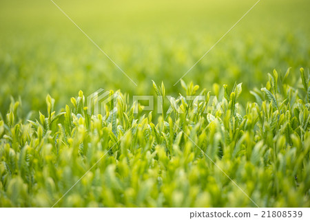 New tea plantation 21808539