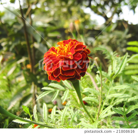 Big Red Tagetes Big Red Tagetes 21808616