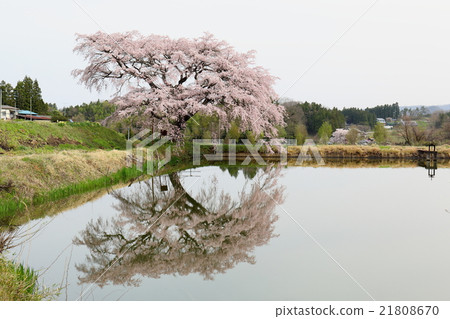 Cherry Blossoms of Arisui - 2016 Spring 21808670