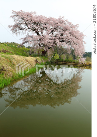 Cherry Blossoms of Arisui - 2016 Spring 21808674