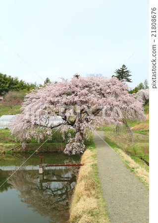 Cherry Blossoms of Arisui - 2016 Spring 21808676