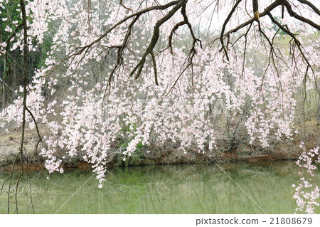 Cherry Blossoms of Arisui - 2016 Spring 21808679