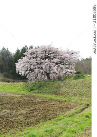 Cherry Blossoms of Arisui - 2016 Spring 21808686