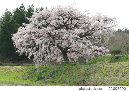 Cherry Blossoms of Arisui - 2016 Spring 21808690