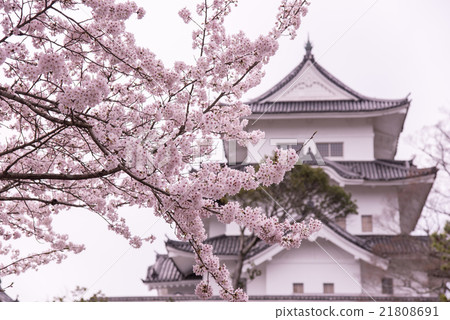 在三重縣上野城堡的櫻花 21808691