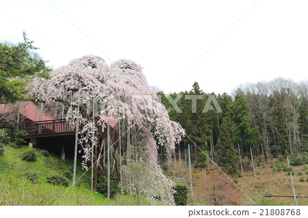 佛教寺廟櫻花的幼苗〜2016年春天 佛教寺廟櫻花的幼苗〜2016年春天 21808768