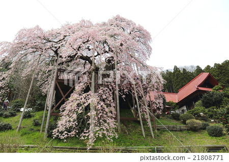 Seedling of the Buddhist temple cherry blossoms ~ 2016 Spring 21808771