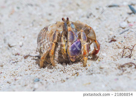 Hermitcrab on the beach Hermitcrab on the beach 21808854