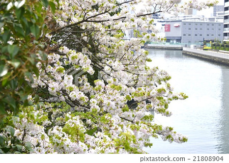 A landscape with cherry blossoms A landscape with cherry blossoms 21808904