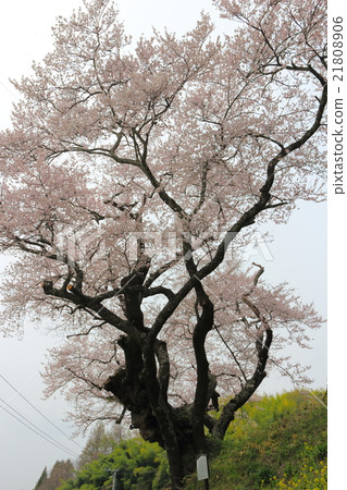 Sakura in front of the peach ~ 2016 Spring Sakura in front of the peach ~ 2016 Spring 21808906