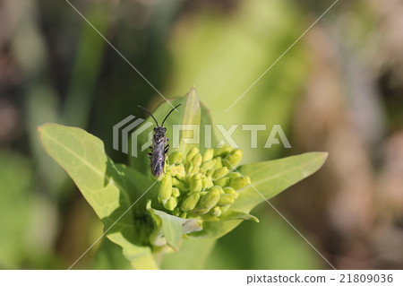Suginha herb 03 21809036