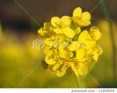 Rape blossoms 21809039