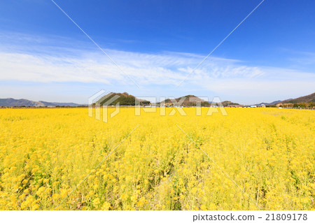 Rape blossoms blooming all over - Spring Fantasy - Rape blossoms blooming all over - Spring Fantasy - 21809178
