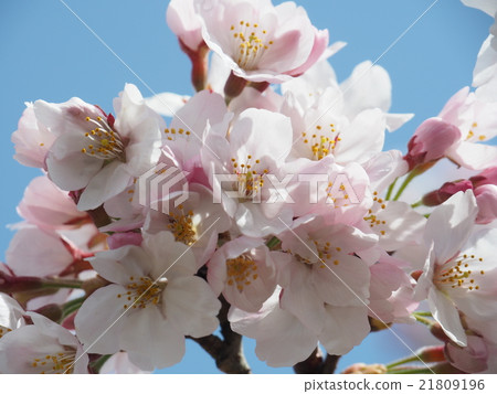 Yoshino cherry tree 21809196