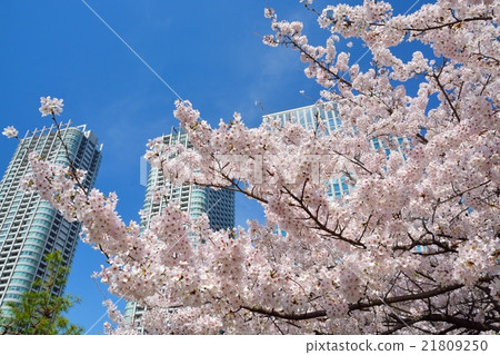 從Hamarikyū花園花園看到的櫻花和高層建築（汐留） 21809250