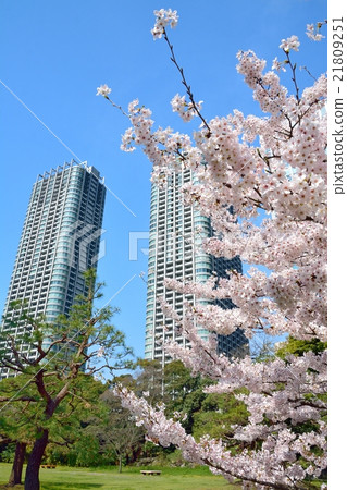 從Hamarikyū花園花園看到的櫻花和高層建築（汐留） 21809251