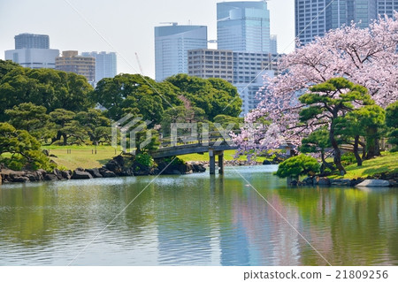 Cherry blossoms and high-rise buildings (Shiodome) seen from the Hamarikyū garden garden 21809256