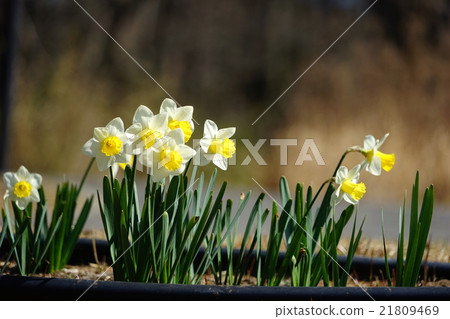 March Flower Daffodilidae / Higanebana Department 173 Hitachihama Beach Park 21809469