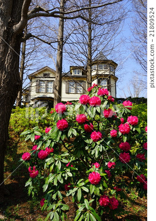 三月城風光1166外交官的房子和杜鵑花 - 山手意大利山花園 21809524