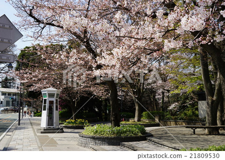 三月市風景1172櫻花和元町公園 21809530