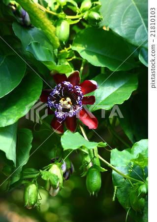 開花自溫室的花 21810103