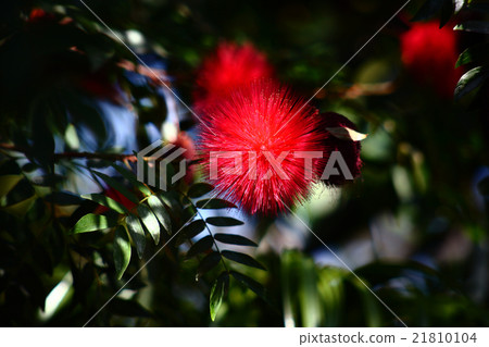 California flower blooming in the greenhouse California flower blooming in the greenhouse 21810104