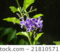 Duranta 21810571