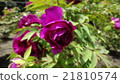 Button 21810574
