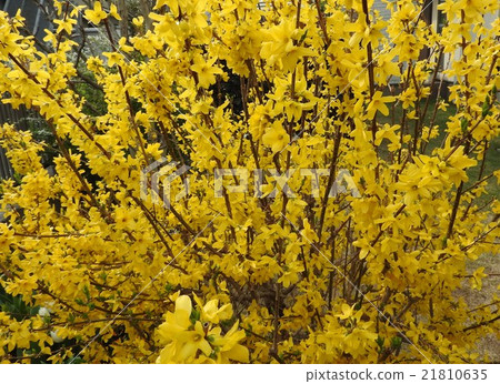 花haori意味著來自海外的梨,在中國它是一種與牡丹古代同名的流行花。 花haori意味著來自海外的梨,在中國它是一種與牡丹古代同名的流行花。 21810635