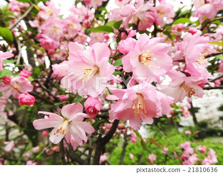 Flower haori means pears coming from overseas, and in China it was a popular flower that was named along with peony ancient times. 21810636