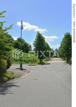 A tree-lined street with a streetlight 21810783