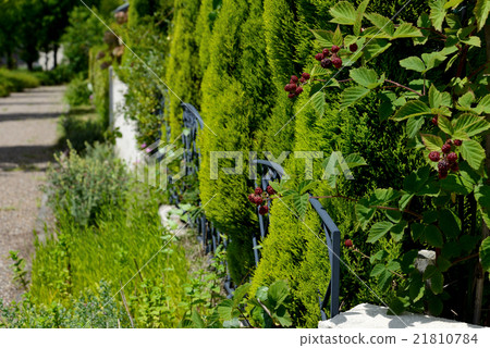 Midori's pavement 21810784