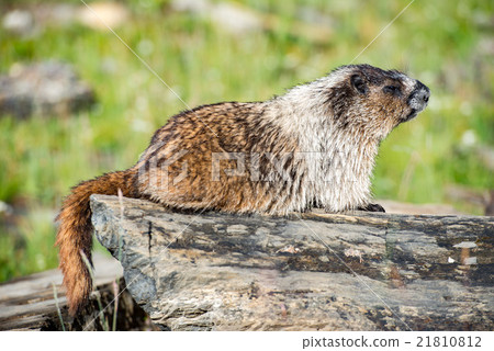 Rocky Mountains Canadian ground hog Rocky Mountains Canadian ground hog 21810812