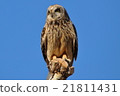 The owl under the blue sky 21811431