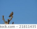 Owl on tree 21811435
