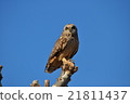 Owl on tree 21811437