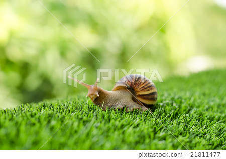 The journey of snail. 21811477