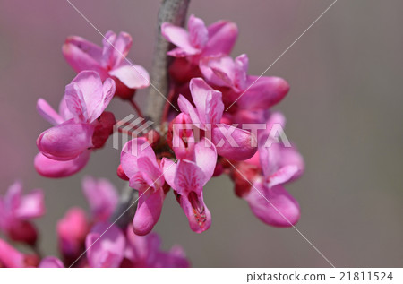 Redbud (Hanasoyoshi) 21811524